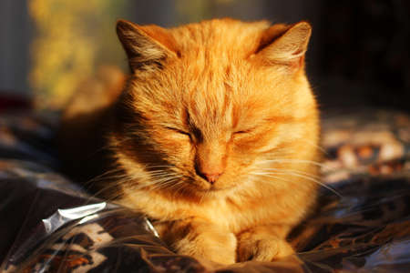 The red cat is dozing in the sunの写真素材