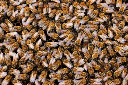 A lot of bees close up texture or background