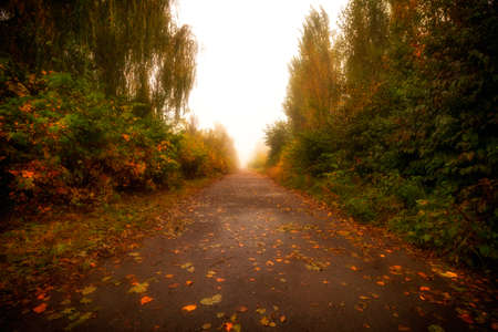 Beautiful road in autumn landscapeの写真素材