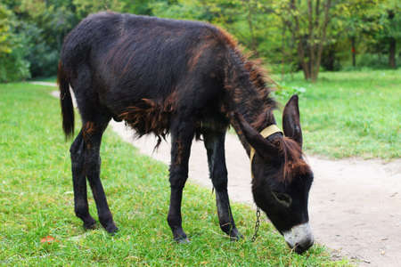 A black donkey grazes on the grassの写真素材