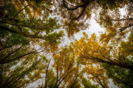 Top of trees in bright autumn dayの写真素材