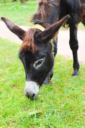 A black donkey grazes on the grassの写真素材