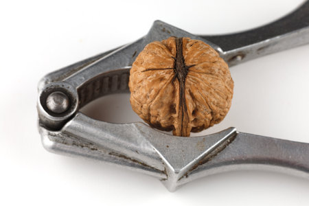 Walnut in nutcracker close-upの写真素材