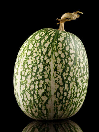Green pumpkin on a black background close-upの写真素材