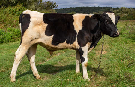The steer grazes on the grass in summerの写真素材