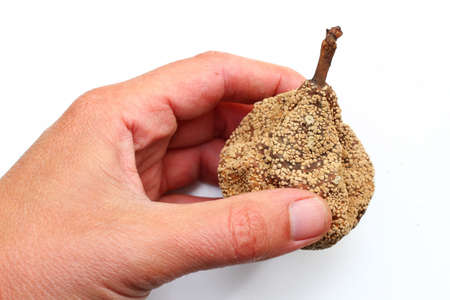 Moniliosis pear disease isolate on a white backgroundの写真素材