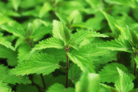 Beautiful nettles as flora close upの写真素材