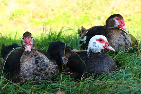 Three ducks on the grass in summerの写真素材