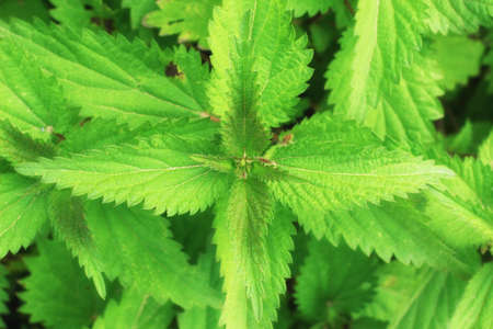 Beautiful nettles as flora close upの写真素材