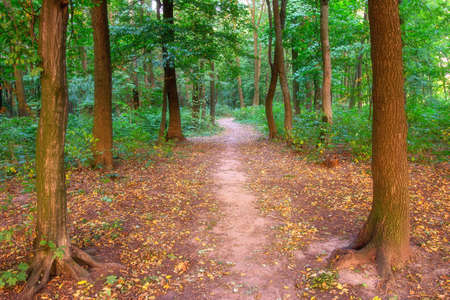 The track in the city park in autumnの写真素材