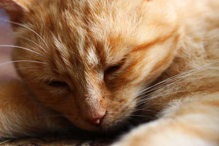 Beautiful red cat sleeping close-upの写真素材