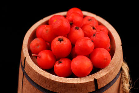 Bunch of red rowan in a wooden barrel isolateの写真素材