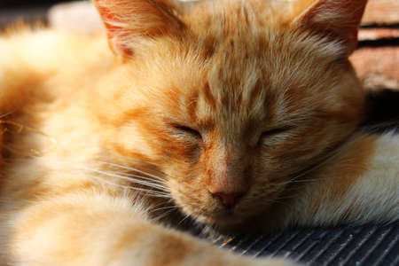 Beautiful red cat sleeping close-upの写真素材