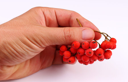 Bunch of rowan in hand on a white backgroundの写真素材