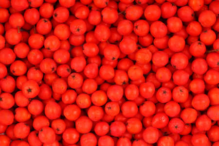 Many rowan berries close upの写真素材