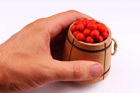 Rowan in barrel in hand on a white backgroundの写真素材