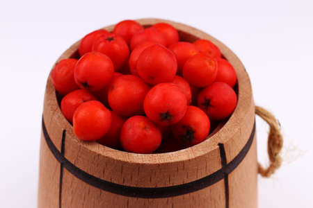 Rowan in a barrel on a white backgroundの写真素材