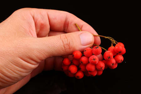 Bunch of rowan in hand on black backgroundの写真素材