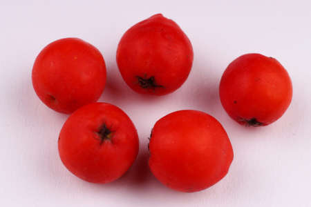 Several rowan berries on a white backgroundの写真素材