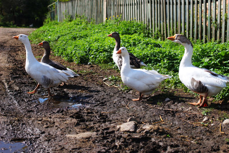A few geese on a country roadの写真素材