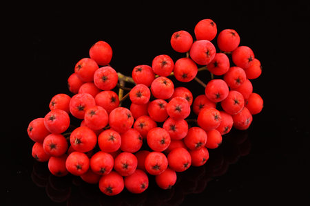 Bunch of rowan on black backgroundの写真素材