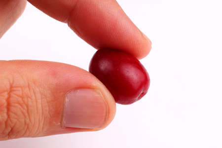 dogwood berry in hand on a white backgroundの写真素材