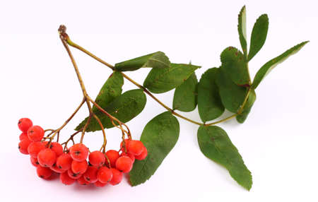Bunch of rowan on a white backgroundの写真素材