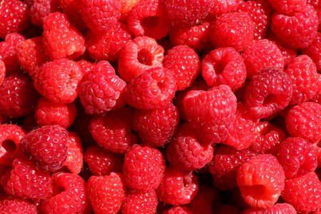 Raspberry berry in summer closeup