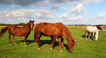 Beautiful rural horses graze in the summerの写真素材