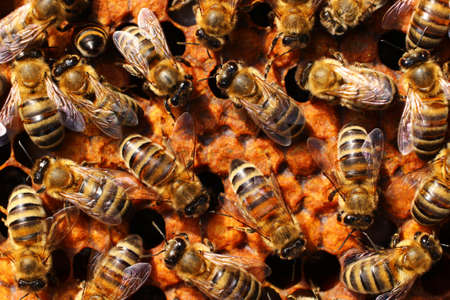 Many bees in the hive close upの写真素材