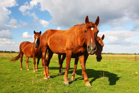 Beautiful rural horses graze in the summerの写真素材