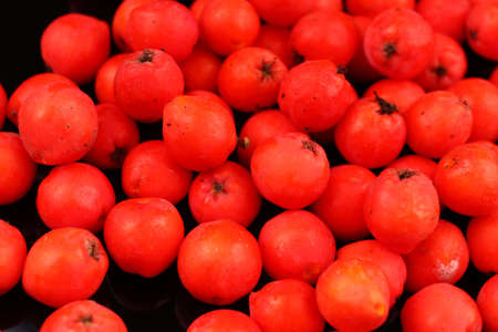 Rowan several berries on black backgroundの写真素材