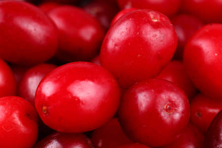 dogwood berry many close up