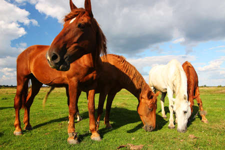 Beautiful rural horses graze in the summerの写真素材