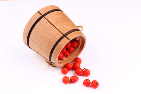 Rowan in a barrel on a white backgroundの写真素材