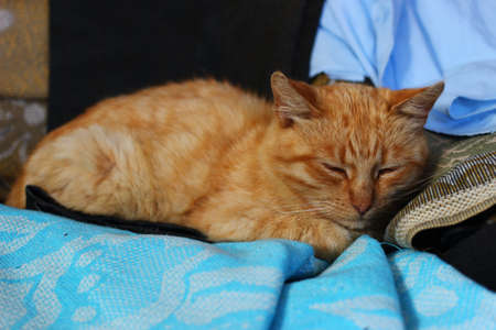 Red cat sleeping in the house close upの写真素材