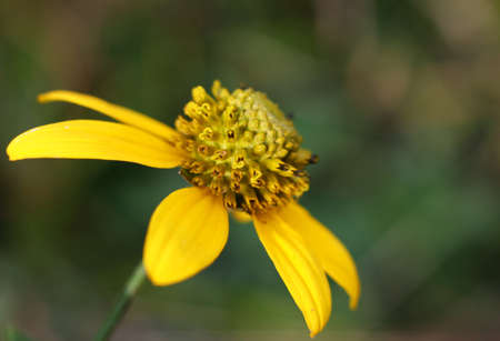 Yellow Echinacea flower close upの写真素材