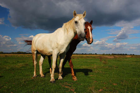 Two beautiful horses graze in the summerの写真素材