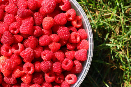 Raspberry berry in a container on the grassの写真素材