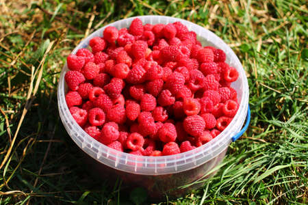 Raspberry berry in a container on the grassの写真素材