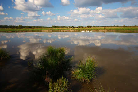 Beautiful summer landscape in Ukraineの写真素材