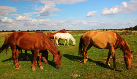 Beautiful rural horses graze in the summerの写真素材