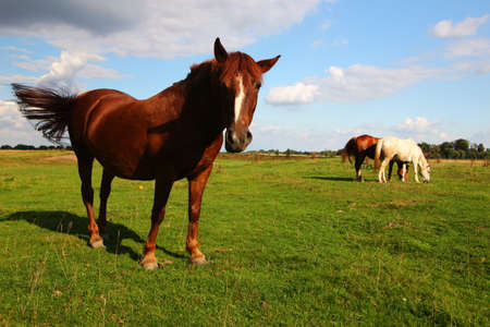 Beautiful rural horses graze in the summerの写真素材