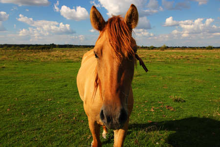 Young horse in summer close upの写真素材