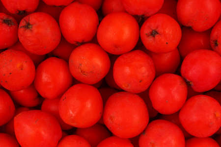 Many rowan berries close upの写真素材