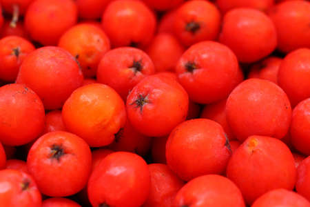 Many rowan berries close upの写真素材