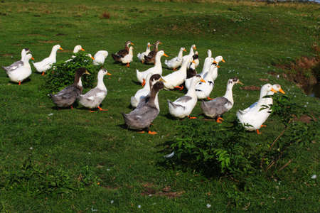 Many ducks in the pasture in summerの写真素材
