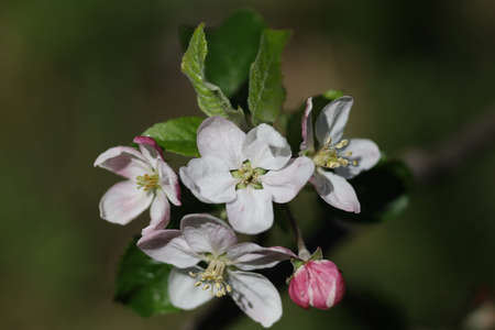 White flowering apple trees in spring close-upの写真素材