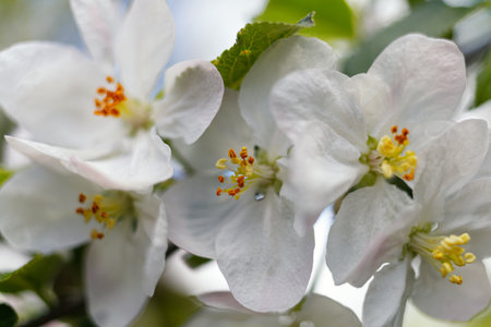 Apple blossoms. White inflorescences in spring.の写真素材
