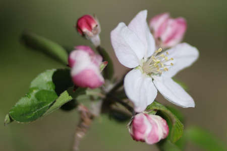 White flowering apple trees in spring close-upの写真素材